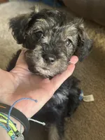 Mercedes Jane, a female Miniature Schnauzer and Miniature Bernedoodle for sale in Hannibal, MO – Photo 6 of 10