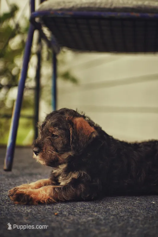 Mercedes Jane – Miniature Schnauzer, Miniature Bernedoodle puppy on hold in Hannibal, MO