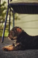 Mercedes Jane, a female Miniature Schnauzer and Miniature Bernedoodle for sale in Hannibal, MO – Photo 7 of 10