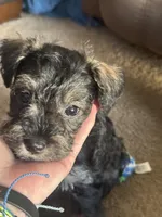 Mercedes Jane, a female Miniature Schnauzer and Miniature Bernedoodle for sale in Hannibal, MO – Photo 2 of 10