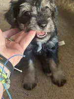 Mercedes Jane, a female Miniature Schnauzer and Miniature Bernedoodle for sale in Hannibal, MO – Photo 3 of 10