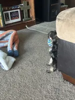 Niko Wayne, a male Miniature Schnauzer and Bernese Mountain Dog for sale in Hannibal, MO – Photo 3 of 10