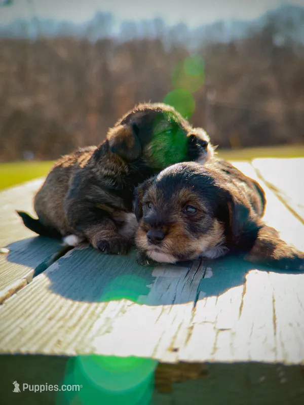 Niko Wayne – Miniature Schnauzer, Bernese Mountain Dog puppy for sale in Hannibal, MO
