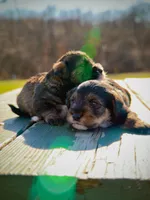 Niko Wayne, a male Miniature Schnauzer and Bernese Mountain Dog for sale in Hannibal, MO – Photo 1 of 10
