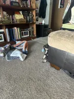 Niko Wayne, a male Miniature Schnauzer and Bernese Mountain Dog for sale in Hannibal, MO – Photo 8 of 10