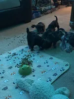 Niko Wayne, a male Miniature Schnauzer and Bernese Mountain Dog for sale in Hannibal, MO – Photo 9 of 10