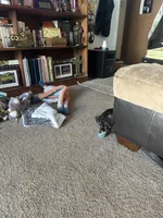 Niko Wayne, a male Miniature Schnauzer and Bernese Mountain Dog for sale in Hannibal, MO – Photo 10 of 10