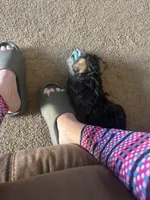 Niko Wayne, a male Miniature Schnauzer and Bernese Mountain Dog for sale in Hannibal, MO – Photo 6 of 10