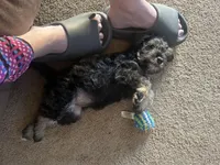 Niko Wayne, a male Miniature Schnauzer and Bernese Mountain Dog for sale in Hannibal, MO – Photo 4 of 10