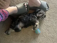Niko Wayne, a male Miniature Schnauzer and Bernese Mountain Dog for sale in Hannibal, MO – Photo 5 of 10