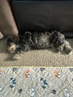 Niko Wayne, a male Miniature Schnauzer and Bernese Mountain Dog for sale in Hannibal, MO – Photo 2 of 10