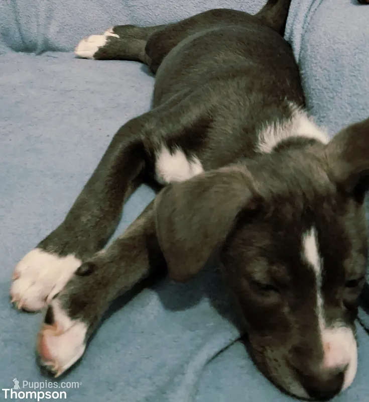 Piglet – English Bulldog, Siberian Husky puppy for sale in Kokomo, IN
