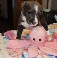 Piglet, a female English Bulldog and Siberian Husky for sale in Kokomo, IN – 1 of 2