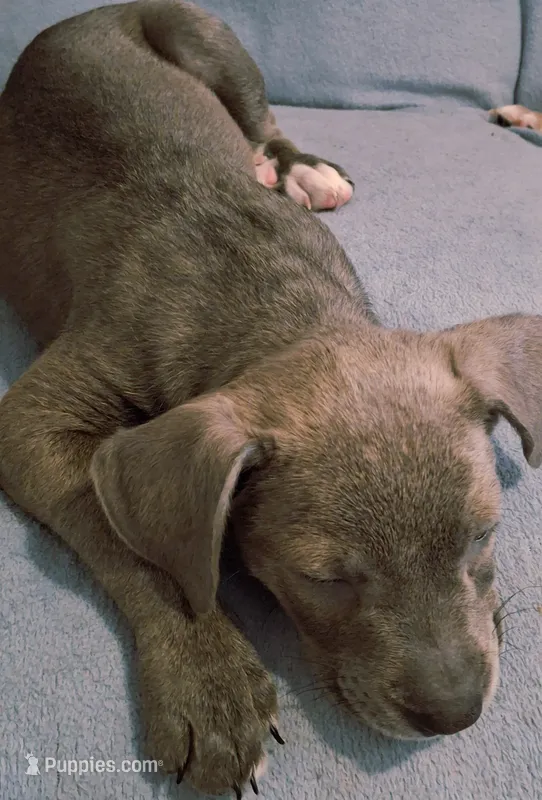 Akela – English Bulldog, Siberian Husky puppy for sale in Kokomo, IN