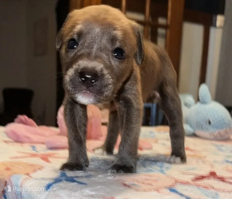 Akela – English Bulldog, Siberian Husky puppy for sale in Kokomo, IN
