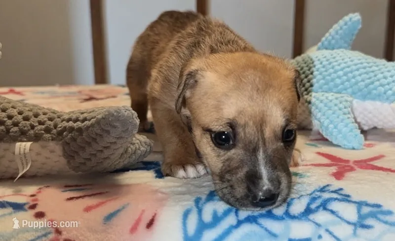 Copper – English Bulldog, Siberian Husky puppy for sale in Kokomo, IN