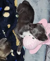 Piglet, a female English Bulldog and Siberian Husky for sale in Kokomo, IN – 2 of 2