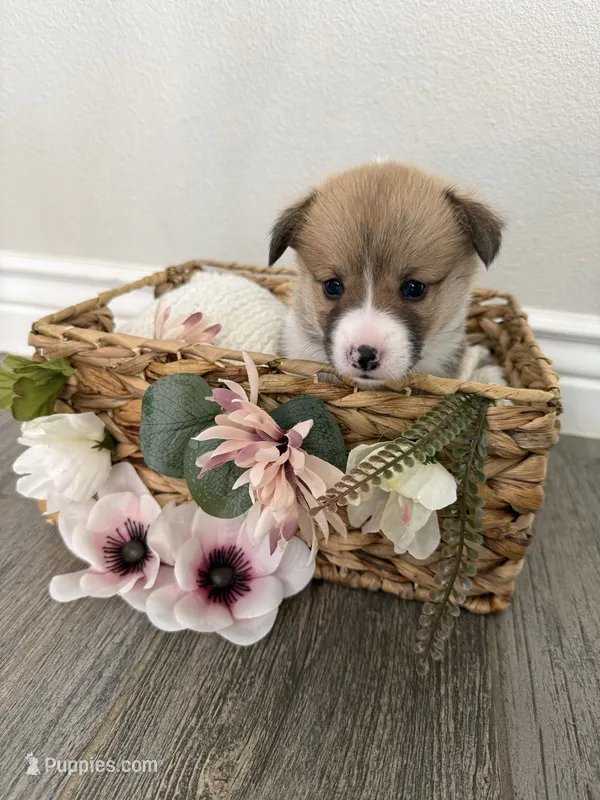 Puppy 3 – Pembroke Welsh Corgi puppy for sale in El Paso, TX
