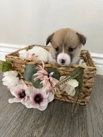 Puppy 3, a female Pembroke Welsh Corgi for sale in El Paso, TX – 1 of 1