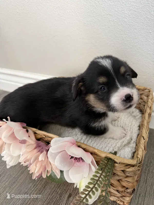 Puppy 1 – Pembroke Welsh Corgi puppy for sale in El Paso, TX