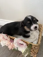 Puppy 1, a male Pembroke Welsh Corgi for sale in El Paso, TX – 1 of 1