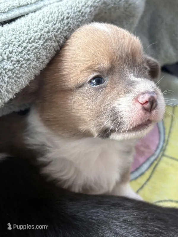 Puppy 6 – Pembroke Welsh Corgi puppy for sale in El Paso, TX