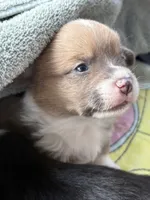 Puppy 6, a female Pembroke Welsh Corgi for sale in El Paso, TX – 1 of 2
