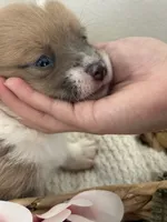 Puppy 6, a female Pembroke Welsh Corgi for sale in El Paso, TX – 2 of 2