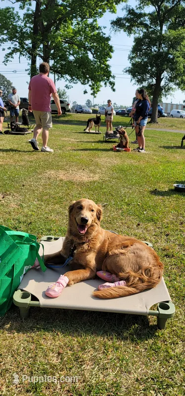 Maple Syrup - PSDIT – Golden Retriever, Poodle - Standard  puppy for sale in Goldsboro, NC