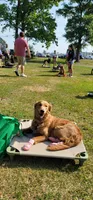 Maple Syrup - PSDIT, a female Golden Retriever and Poodle - Standard  for sale in Goldsboro, NC – 1 of 4