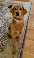 Maple Syrup - PSDIT, a female Golden Retriever and Poodle - Standard  for sale in Goldsboro, NC – 3 of 4