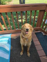 Maple Syrup - PSDIT, a female Golden Retriever and Poodle - Standard  for sale in Goldsboro, NC – 2 of 4