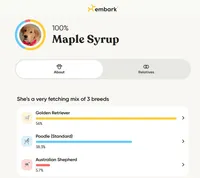 Maple Syrup - PSDIT, a female Golden Retriever and Poodle - Standard  for sale in Goldsboro, NC – 4 of 4