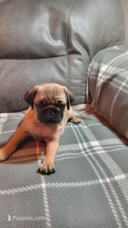 puppy 3 – Pug puppy for sale in Cave City, KY