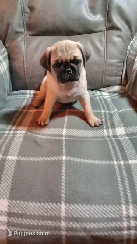 puppy 2 – Pug puppy for sale in Cave City, KY