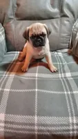 puppy 2, a male Pug for sale in Cave City, KY – 1 of 1