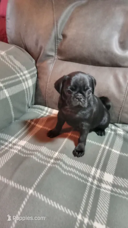 puppy 1 – Pug puppy for sale in Cave City, KY