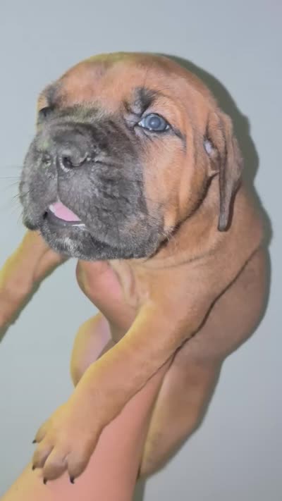 BELLA, a female Cane Corso for sale in Osseo, MN – 7 of 7