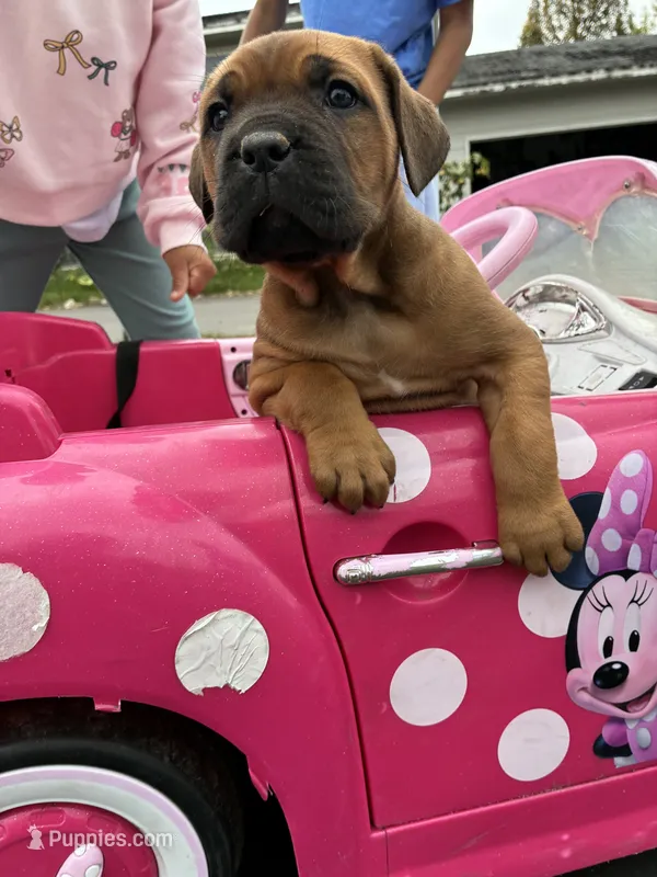 BELLA – Cane Corso puppy for sale in Osseo, MN