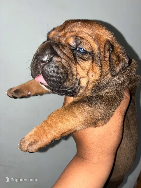 SUPER GIRL  – Cane Corso puppy for sale in Osseo, MN