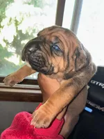SUPER GIRL , a female Cane Corso for sale in Osseo, MN – 3 of 4