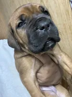 BELLA, a female Cane Corso for sale in Osseo, MN – 4 of 7