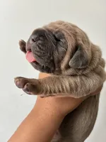 Miss.Noisy, a female Cane Corso for sale in Osseo, MN – 4 of 8