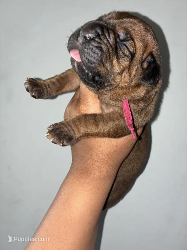 BELLA – Cane Corso puppy for sale in Osseo, MN