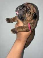 BELLA, a female Cane Corso for sale in Osseo, MN – 1 of 4
