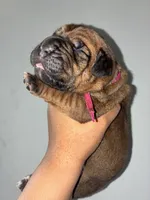 BELLA, a female Cane Corso for sale in Osseo, MN – 2 of 4