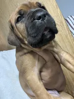 BELLA, a female Cane Corso for sale in Osseo, MN – 5 of 7