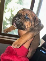 SUPER GIRL , a female Cane Corso for sale in Osseo, MN – 2 of 4