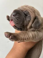 Miss.Noisy, a female Cane Corso for sale in Osseo, MN – 2 of 8