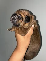 BELLA, a female Cane Corso for sale in Osseo, MN – 3 of 4